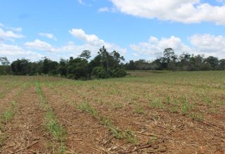 Propiedad Santa Rosa Pocosol (9)